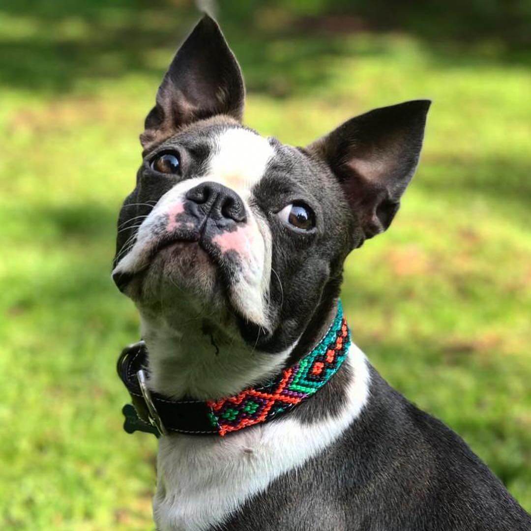 Makan Small Leather Dog Collar for small breed French Bulldog