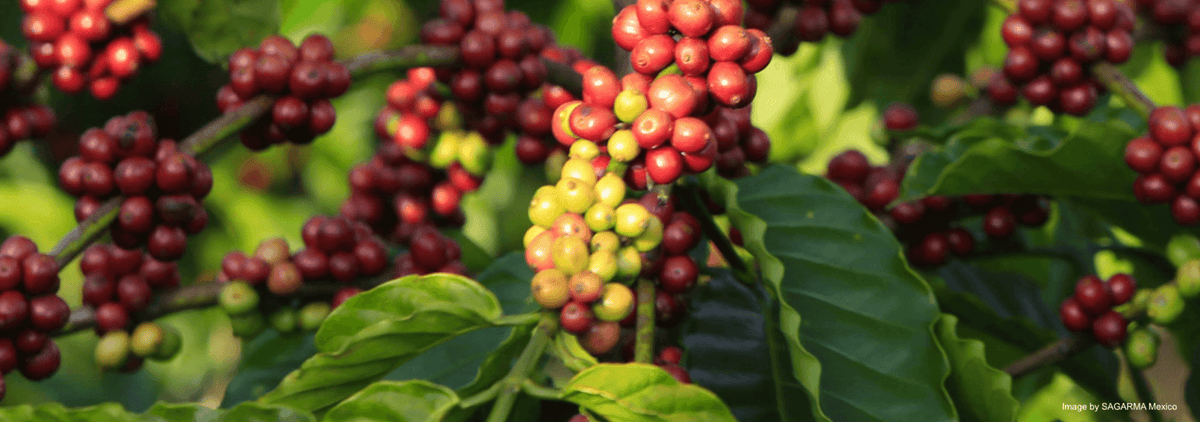 Mexican Coffee Origins