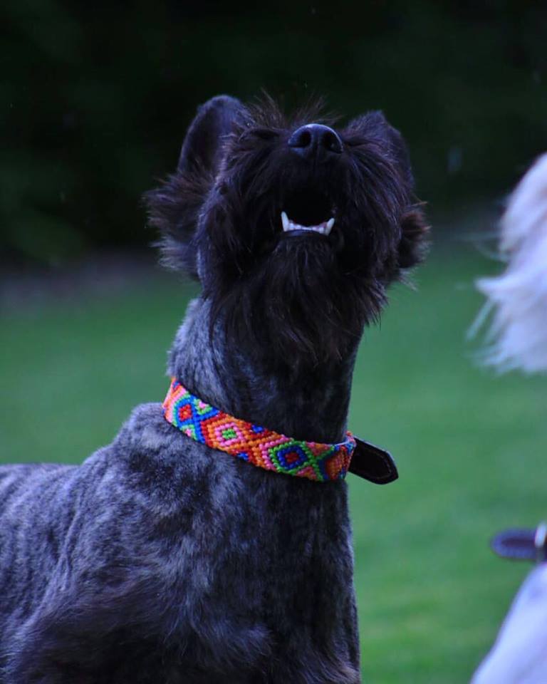 Modern & Chich Style for your Pet Friend