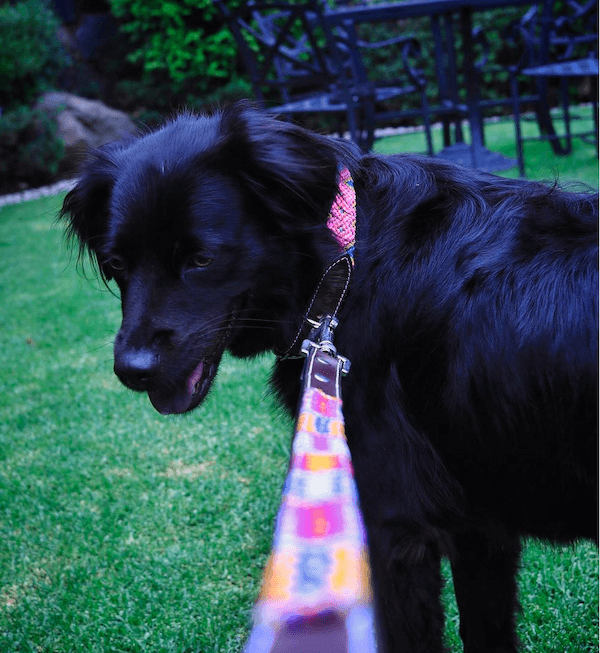 Dog Leashes with Mexican Modern & Chich Style