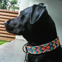 Medium Leather Dog Collar for medium breed Labrador